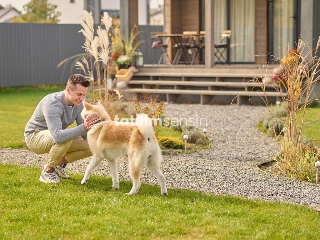 Evcil Hayvanla Tatil: Köpekle Gidilebilecek Villa Tavsiyeleri