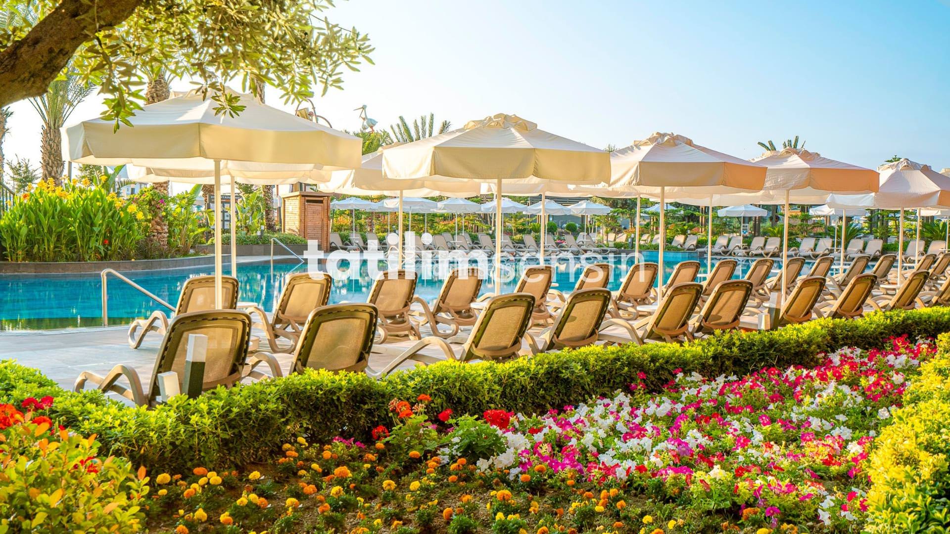 Calyptus Kirman Premium - 2